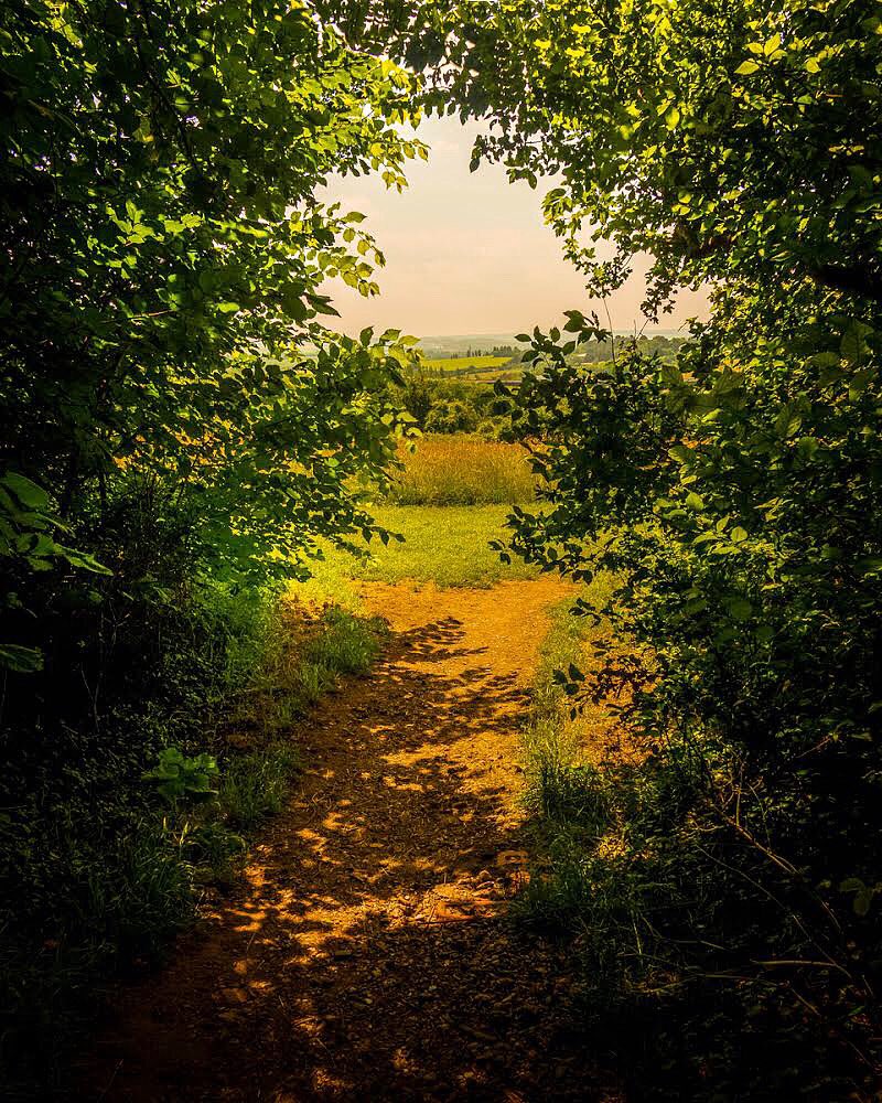 OutdoorReed's tweet photo. A deep shadow path emerges onto sunlit open fields of long grass in Darenth CP #longgrass #summersun #morningwalk #darenthcountrypark #morningsunshine #kentlandscape #summer2021 #trees  #summersunshine #lovenature #mood_magic #darenth #landscapephotographer #landscapephototgraphy https://t.co/1qjvS5j6mX