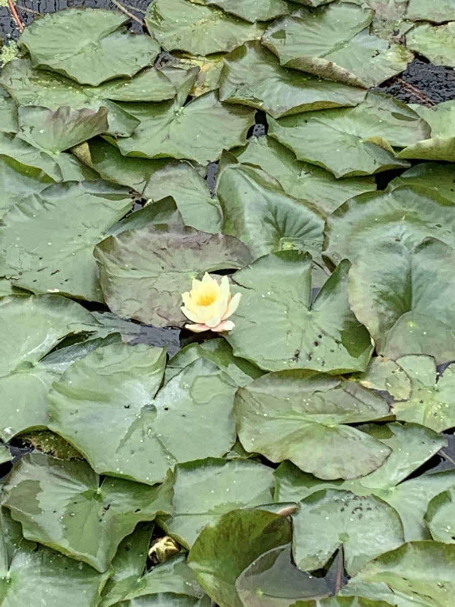 rksingh97263's tweet image. We have to mould the way we live our life and make significant positive changes in the way we perceive difficult situations and become situation-proof. Situation-proof means we become free from the influence of the situations and free of worry.