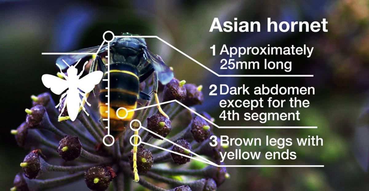 Did you know: Asian hornets are a non-native invasive predator that can eat up to 50 #honeybees a day!  
 
You can help stop the spread. If you see an Asian hornet, report your sighting using <a href="/britishbee/">BBKA</a> Asian Hornet Watch app.  

bbka.org.uk/Listing/Catego… 

#BeesNeeds