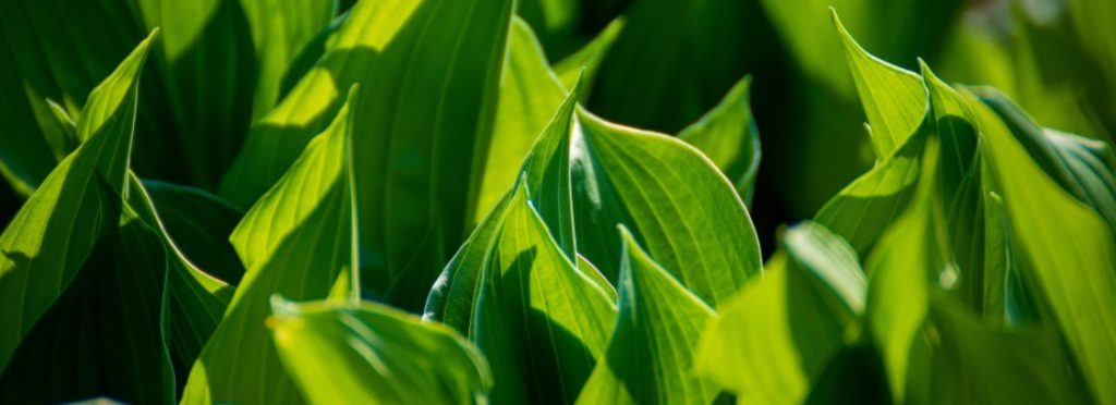 🔎 ¡Mira lo que he encontrado!
Cuidados de la Canna Indica o Caña de Indias - verdecora.es/blog/cuidados-… 
#plantas #decoración #natural #cuidados