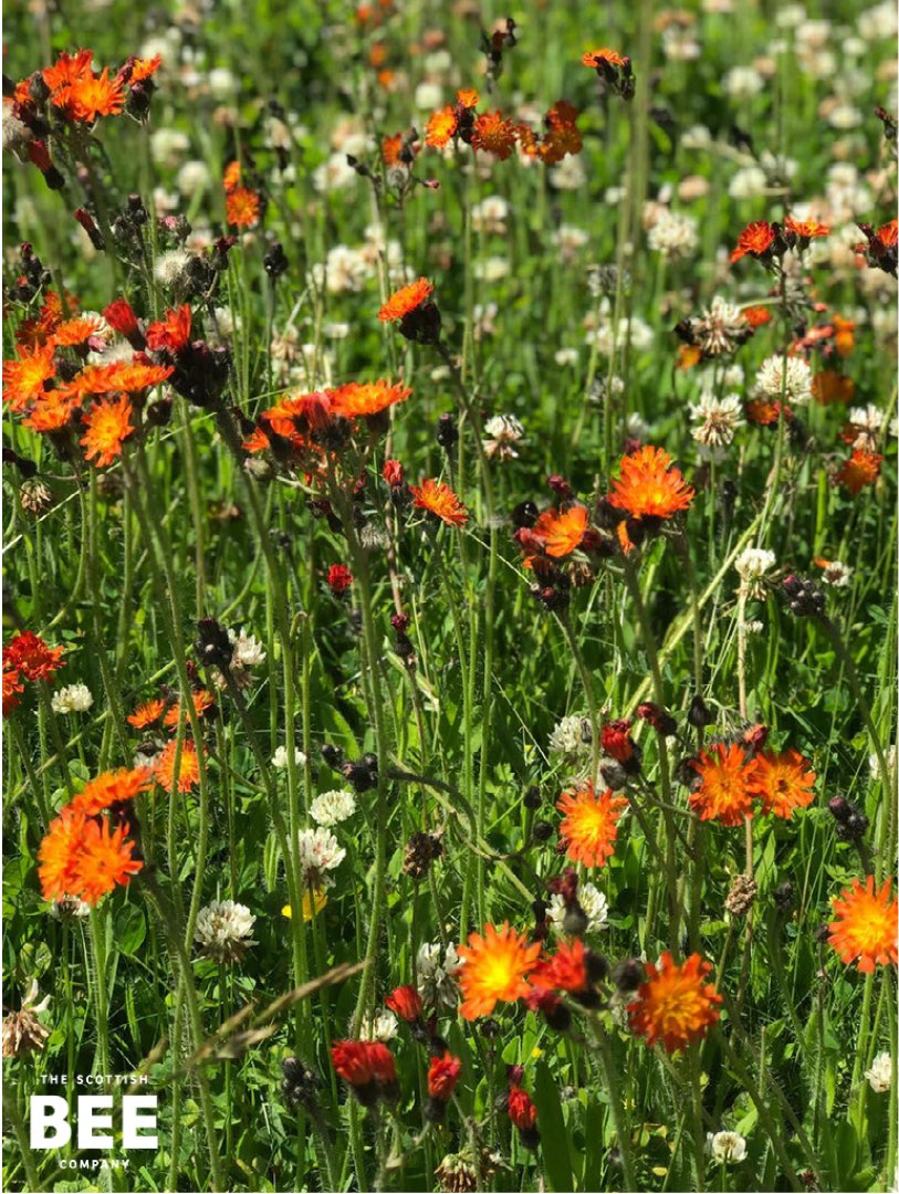 scottishbeeco's tweet photo. The single most important thing you can do to help the bee population is to plant bee-friendly spaces with a range of native flowers. Get started with our wildflower seed packets (included with gift packaged orders) and send us your pictures when it flourishes! ⁠ https://t.co/1cquEb8GBD