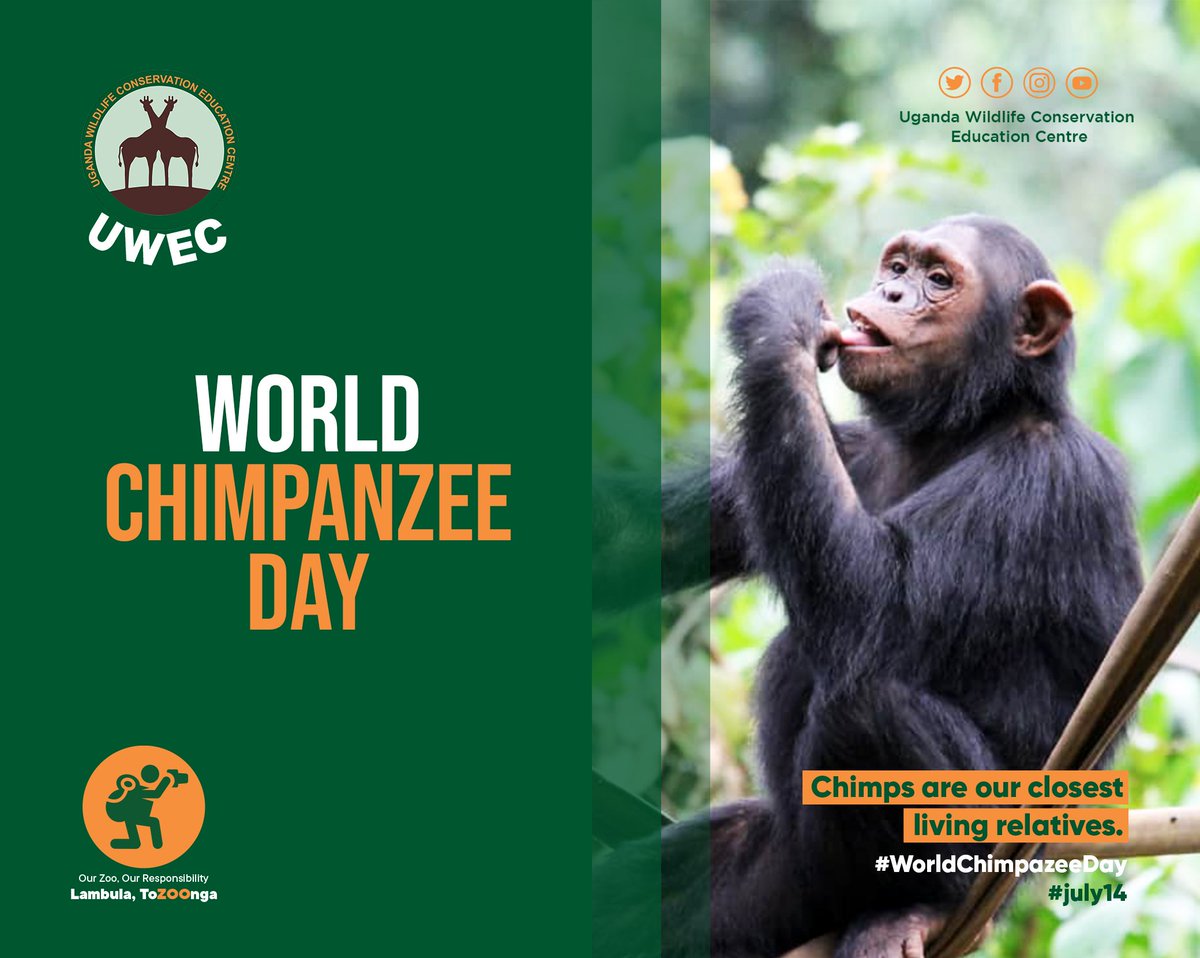 UWEC_EntebbeZoo's tweet photo. Chimpanzees eat a wide variety of food. At Entebbe Zoo, our 21 residents  feed 4 times a day; Break fast at 8:30AM, midday break, 3:00PM &amp;  6:00PM. Your Zoo entry fees make a difference in the welfare of our rescued relatives.#WorldChimpanzeeDay #giveapanthoot #ChimpConnekt https://t.co/GH5Llgxes6