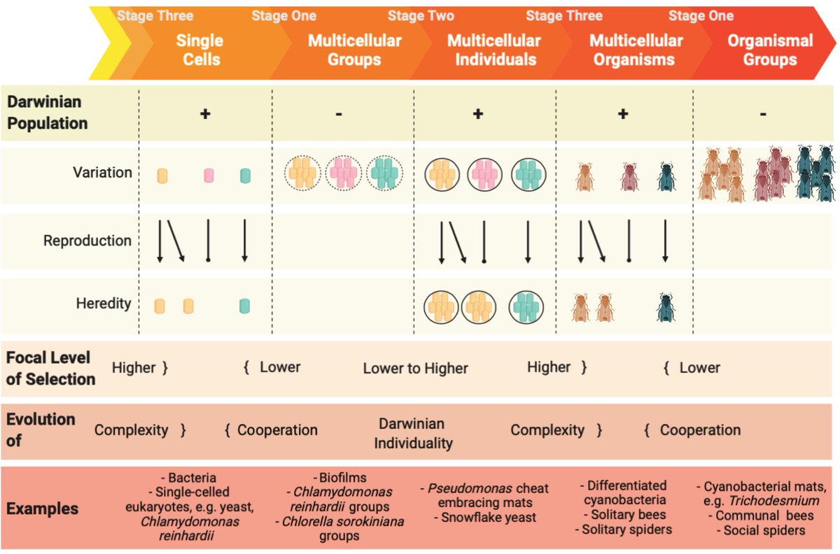 Have you ever wondered whether it is unicellular, a group or multicellular? We did: What do we mean by multicellularity? The Evolutionary Transitions Framework provides answers. With <a href="/Caroline_J_Rose/">Caroline Rose</a> Thanks #joachimherzstiftung <a href="/HIAS_Hamburg/">HIAS Hamburg</a> ecoevorxiv.org/fmw37