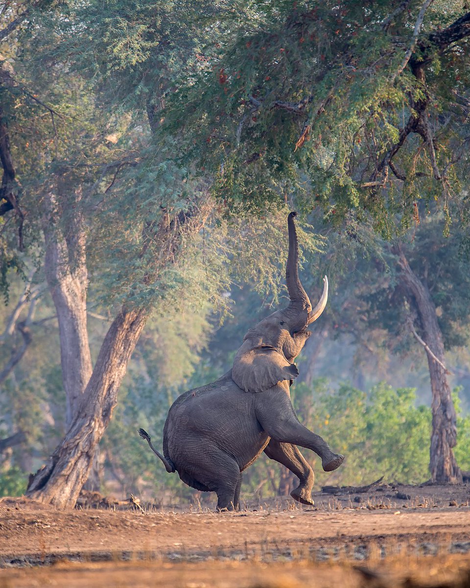 Zimparks's tweet photo. Mana Pools is a World Heritage Site based on it's wilderness and beauty. It has a wide range of mammals and over 350 bird species and aquatic life. Conservation fees are US$8 for locals, US$15 and US$20 for regional and international visitors respectively.
@nicholasdyerpix https://t.co/BXeJtRrKJb