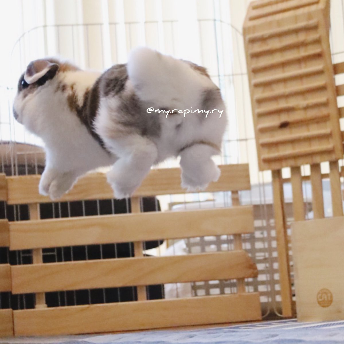 うさぎジャンプ うさぎジャンプ