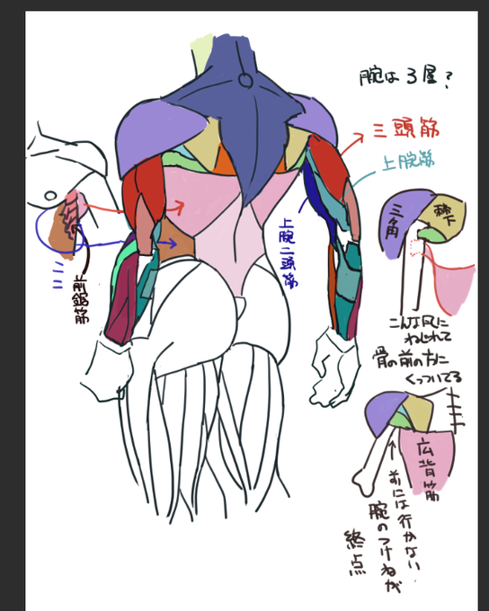 腕の筋肉のtwitterイラスト検索結果 腕の筋肉のtwitterイラスト検索結果