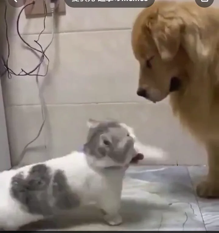 @roketdan3 猫パンちちぃ
可愛いぃぃにゃん😺💕 