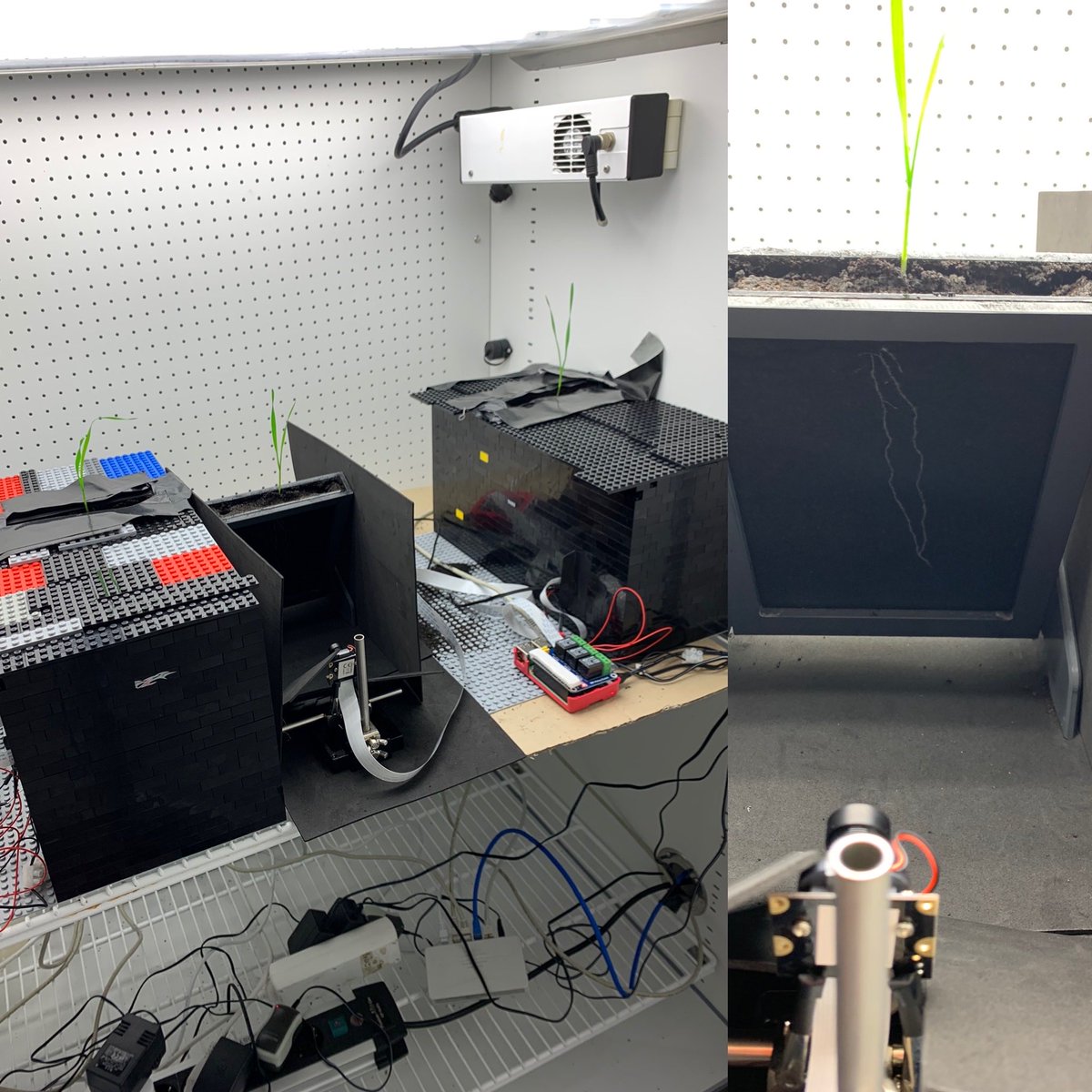 VerenaIbl's tweet photo. #BIBLOX #Droot system really works very nicely for #wheat as well! 👍 https://t.co/hmB1ZohNbT
