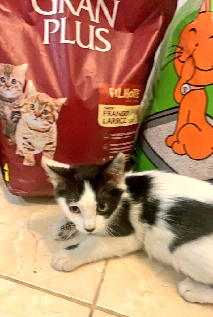 incondic_peru's tweet photo. GRACIAS MADRINAS!💞🐈
Nuestro agradecimiento eterno a @arlene_vv @cristinabedreg1 por ayudarnos con los #michitos, el 05/07 entregamos el alimento y la arena para los bebitos.
Gracias Chicas!💞
#ApadrinarSalvaVidas
#Rescatados https://t.co/3D4dtAVftM