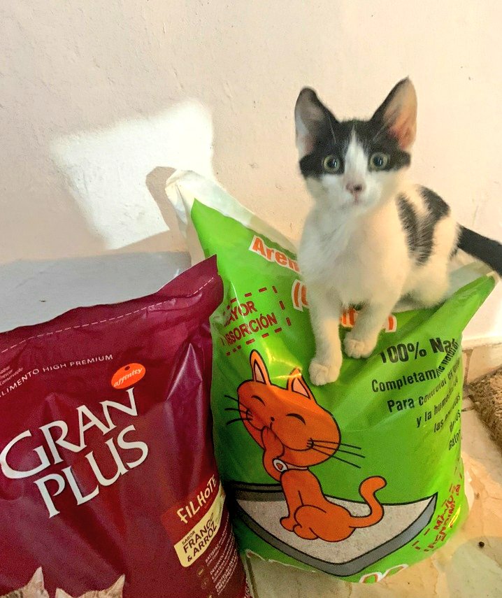 incondic_peru's tweet photo. GRACIAS MADRINAS!💞🐈
Nuestro agradecimiento eterno a @arlene_vv @cristinabedreg1 por ayudarnos con los #michitos, el 05/07 entregamos el alimento y la arena para los bebitos.
Gracias Chicas!💞
#ApadrinarSalvaVidas
#Rescatados https://t.co/3D4dtAVftM