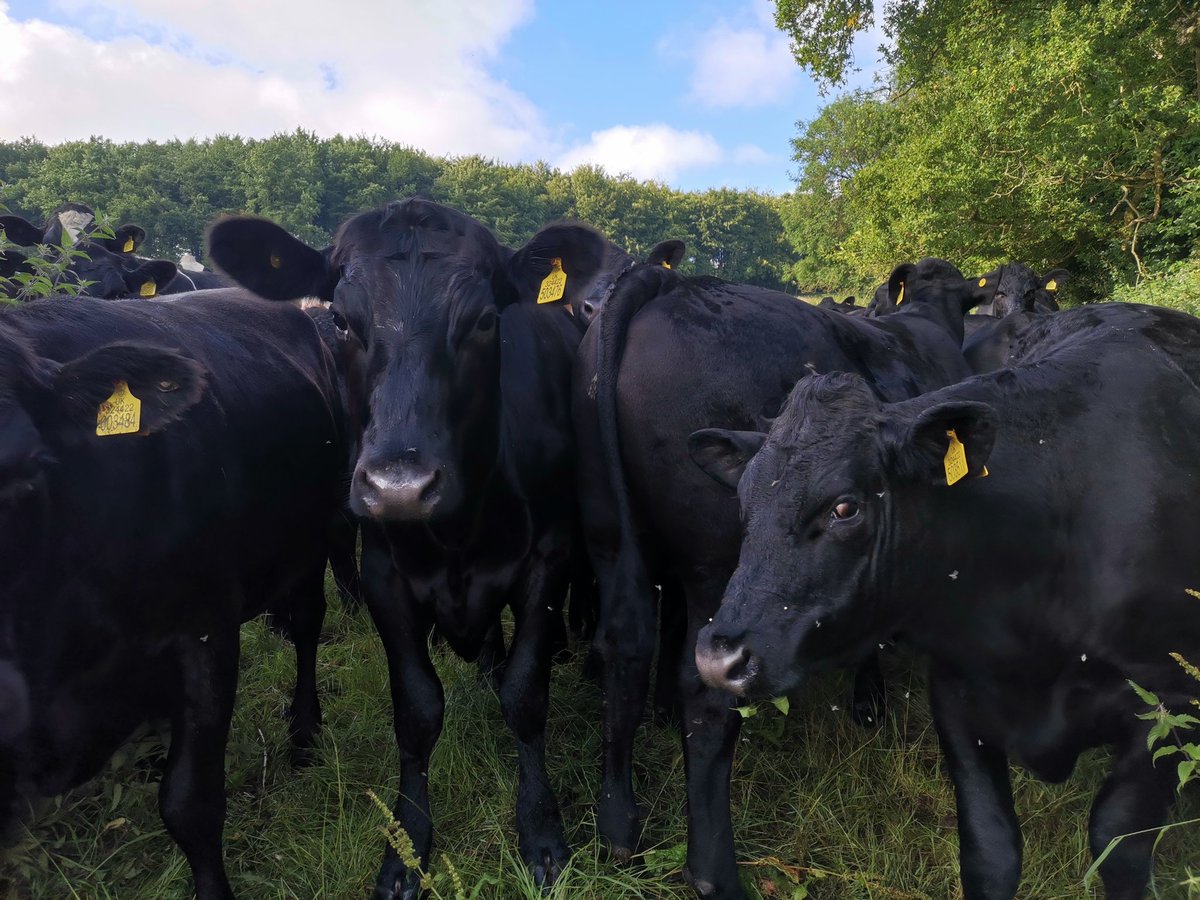 lazyperfection's tweet photo. Gathering of cows on my morning run #running #exercise #wiltshirerunner #morningrun #cowsoftwitter #cowsinthefield #rurallife #countryside #countryrun #wiltshire #longleat #cranbournechase #lovewhereyoulive https://t.co/nDzLwRbweI