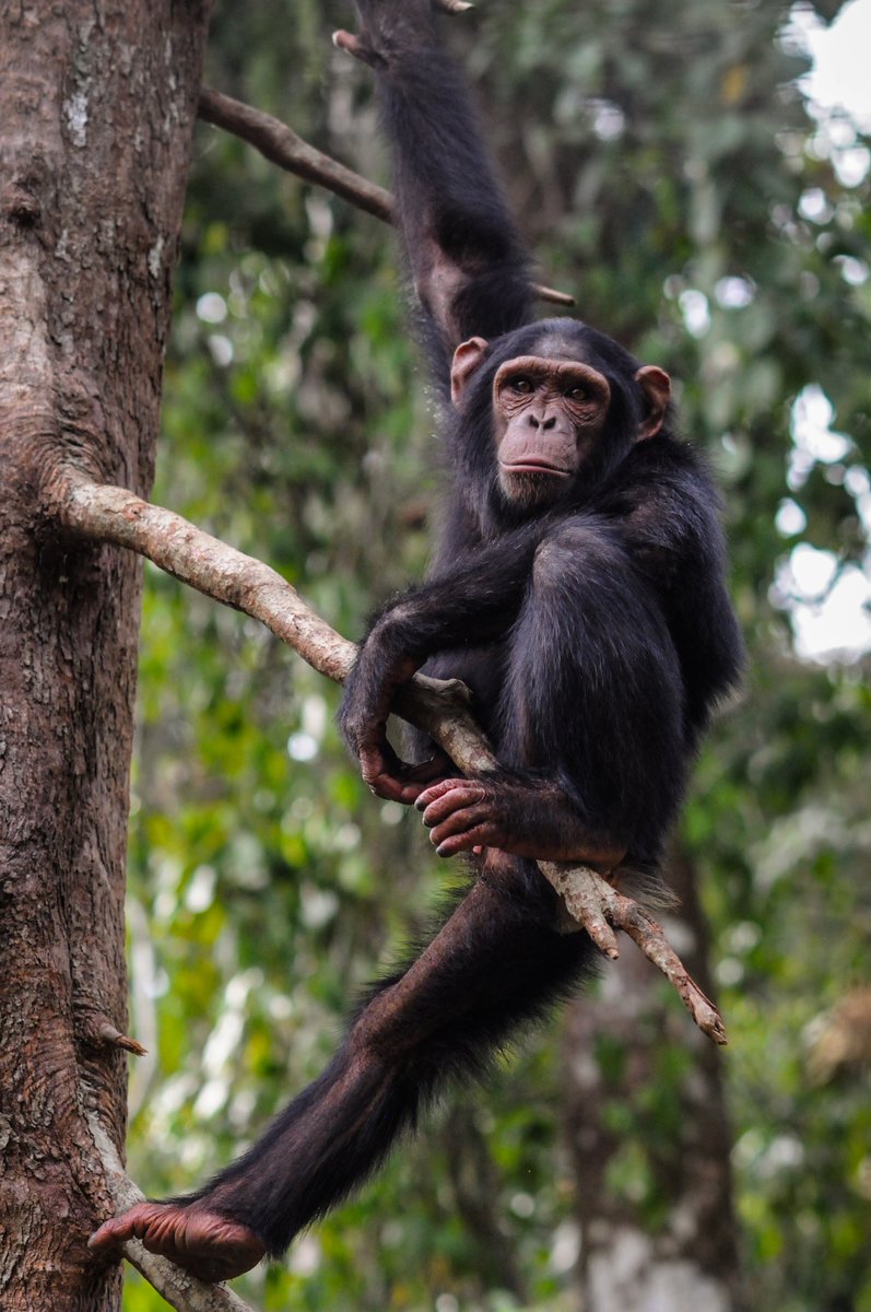 Young chimpanzee, Sanaga-Yong Chimpanzee Rescue Center, credit; Jo-Anne McArthur / We Animal