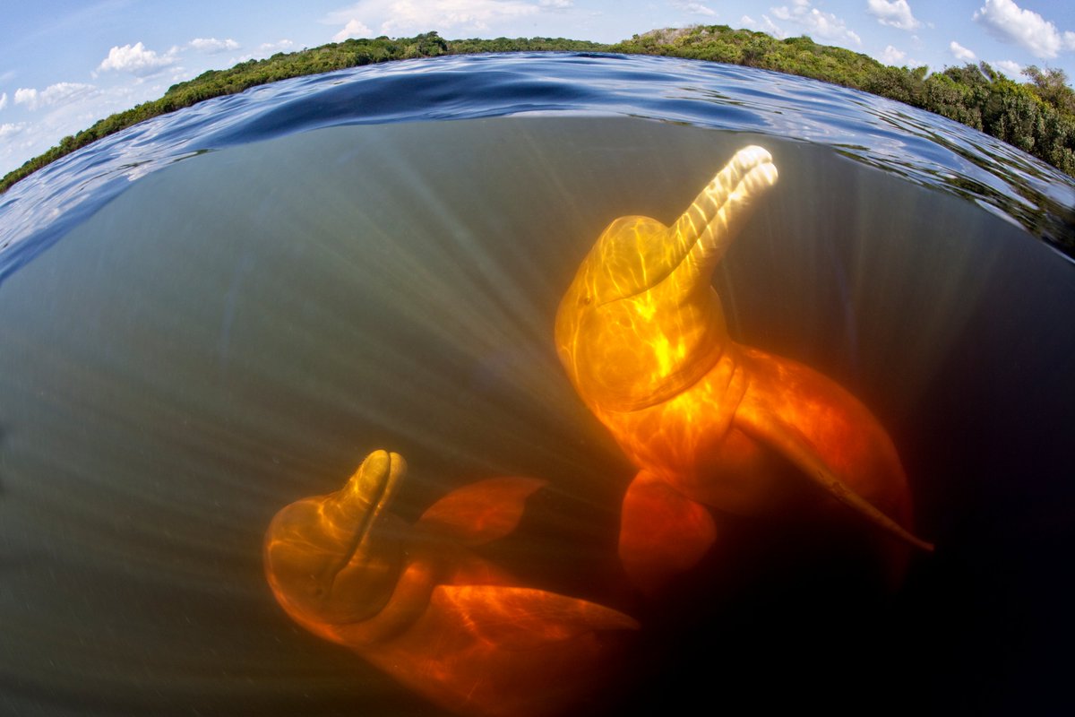 WWFRiverDolphin's tweet photo. Happy day! Today we launch the one-and-only river dolphin website: https://t.co/m99O8ULXjB. All you ever wanted to know on the species and how to protect them. Explore and learn, be amazed and inspired!  
@WorldBankWater @IPBES @iwc_int @BonnConvention @IUCNCetaceanSG https://t.co/Ii1lywDiUh