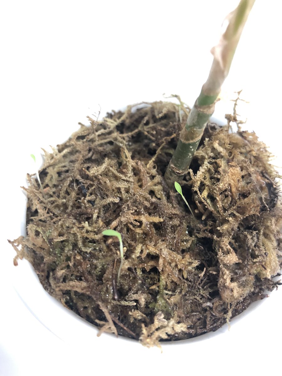 marimo_aqua's tweet photo. 水苔新しくすると謎の芽が生えてくるよね。そしてそれを育てたくなるよね？ https://t.co/nVlJ1kp6P7