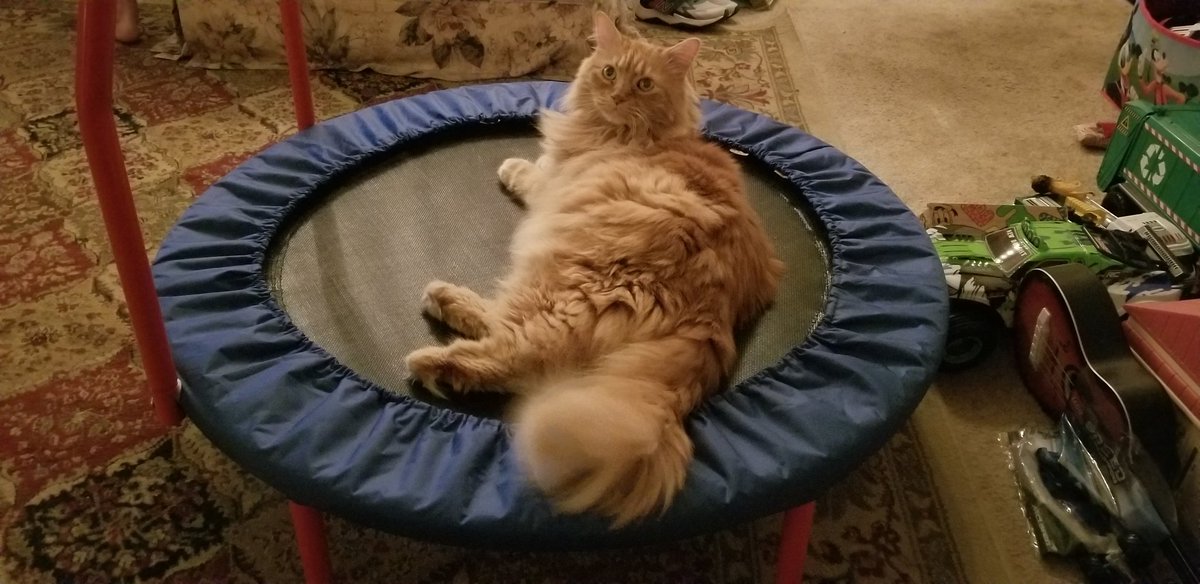 Cmdr_Northstar's tweet photo. @zrayUH @YoteNotes Super fluffy member of the #MaineCoonClub :) https://t.co/M81FoLUcex