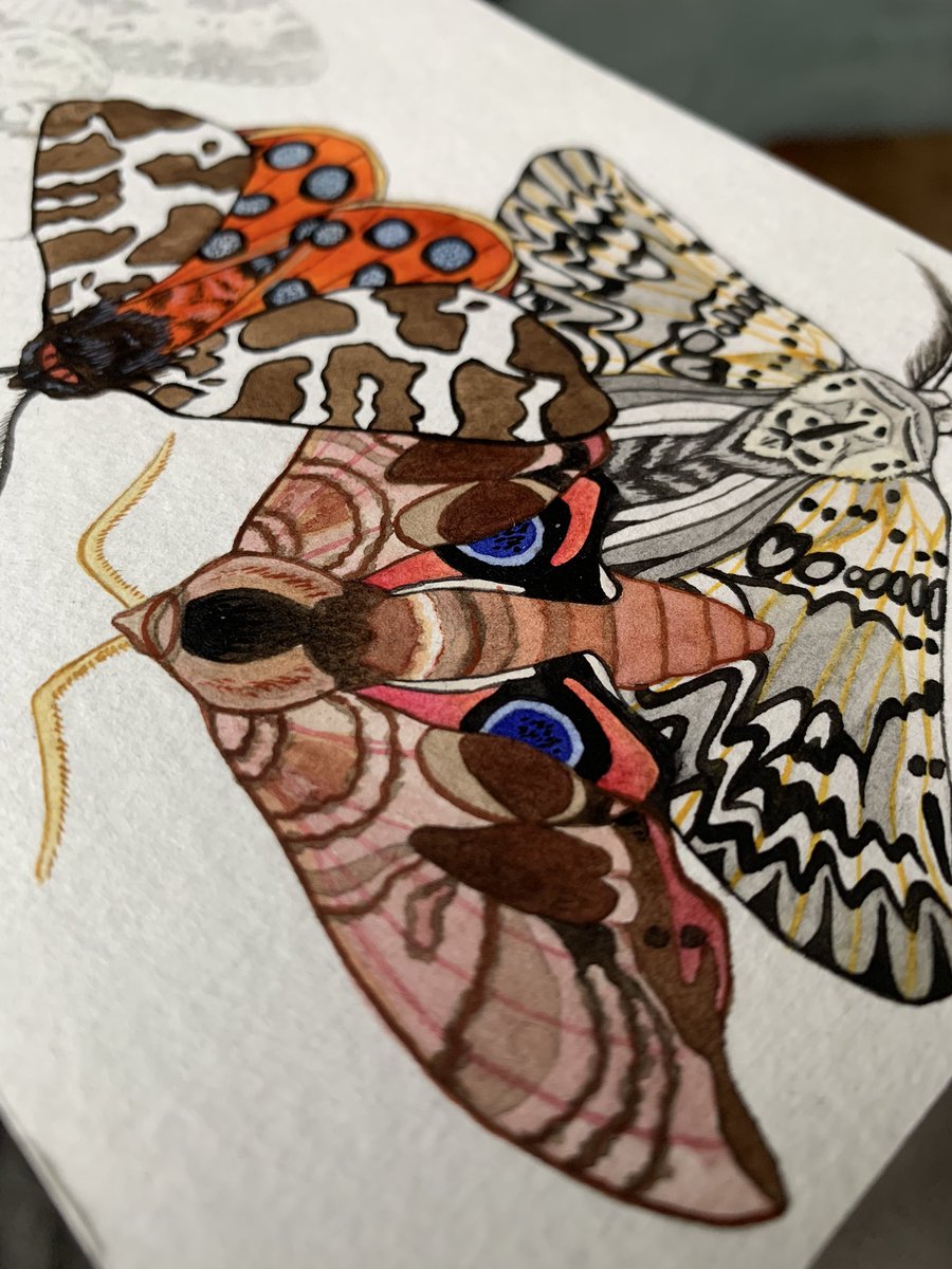 Butterflies and moths.