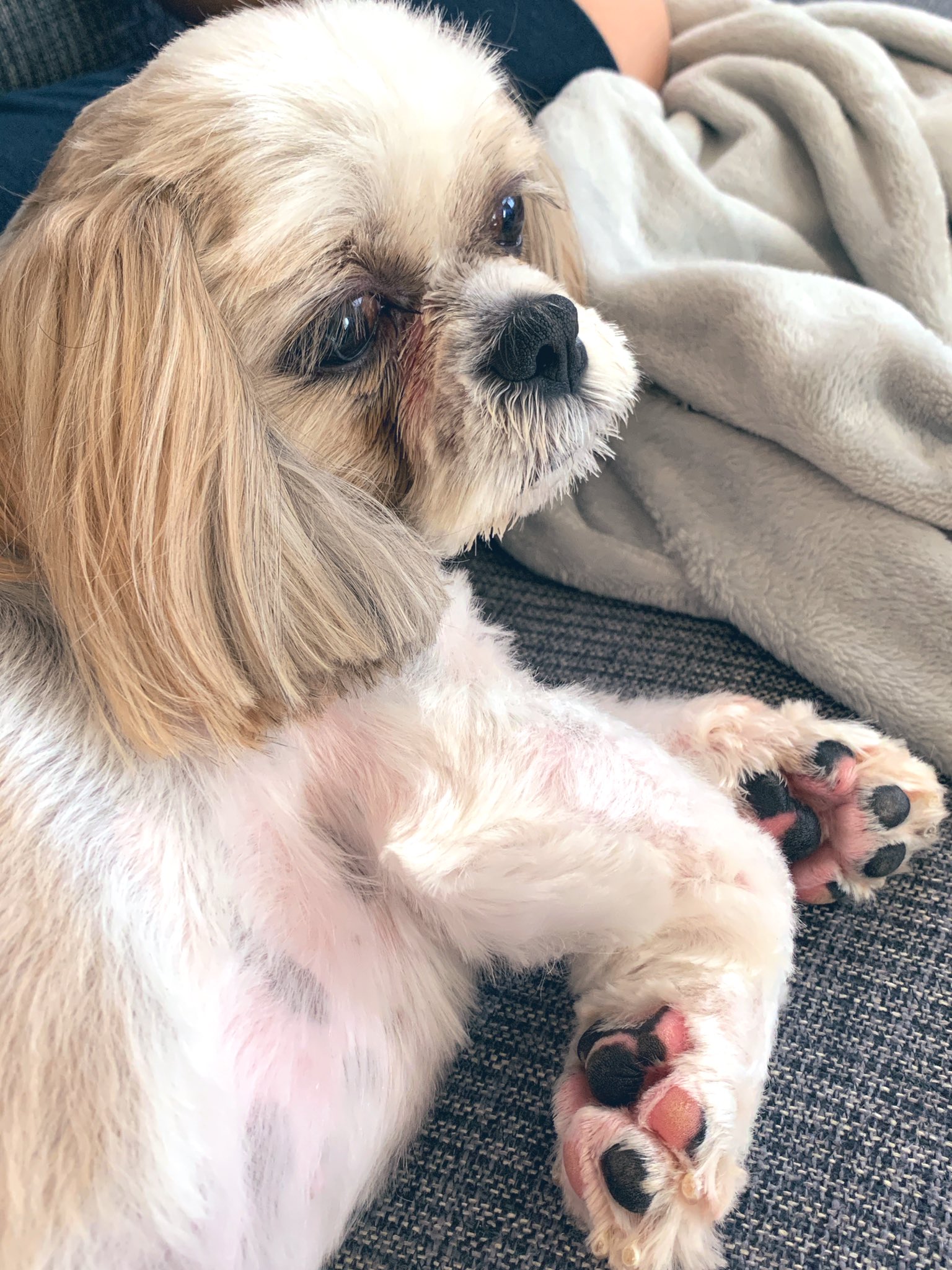 ちぃちゃん シーズー 寝る寸前です まだ目の下が赤いけど 明日には治るといいね シーズー 犬 犬好きさんと繋がりたい 鼻ぺちゃ犬 目の下赤い 犬の気持ち 眠い 犬のいる暮らし 肉球 T Co J3q5bgotu8 Twitter