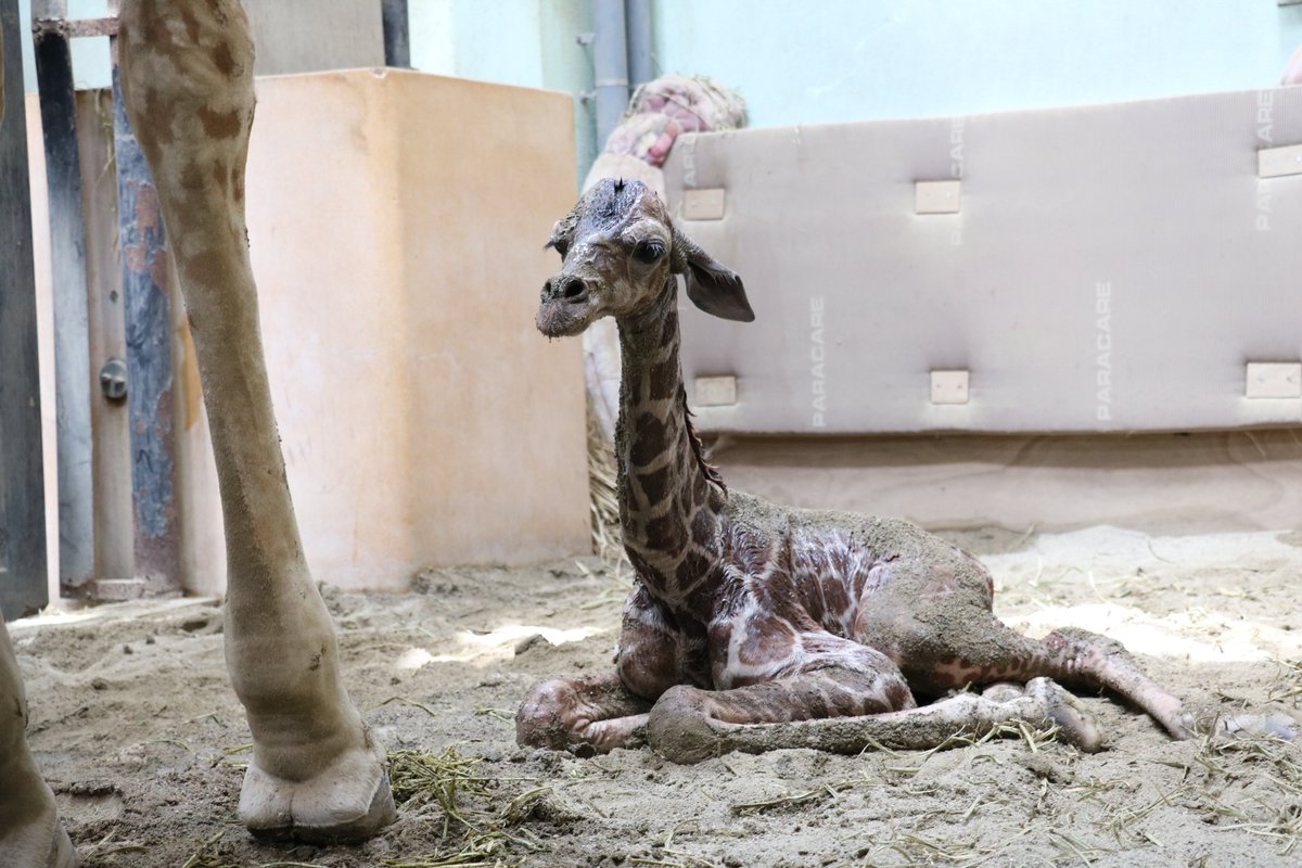 ケイタが1歳になりました】キリンのカンタとリンリンの息子ケイタが