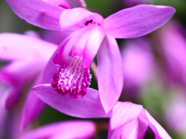 ট ইট র 月闇のくじら 紫蘭の花言葉は 変わらぬ愛 あなたを忘れない など スラっとした背の高い綺麗なお花で 二階堂さんにぴったりだと思います って愛花ちゃんが言ってました アリスギア 二階堂司 T Co Xiotg8wkvi ট ইট র