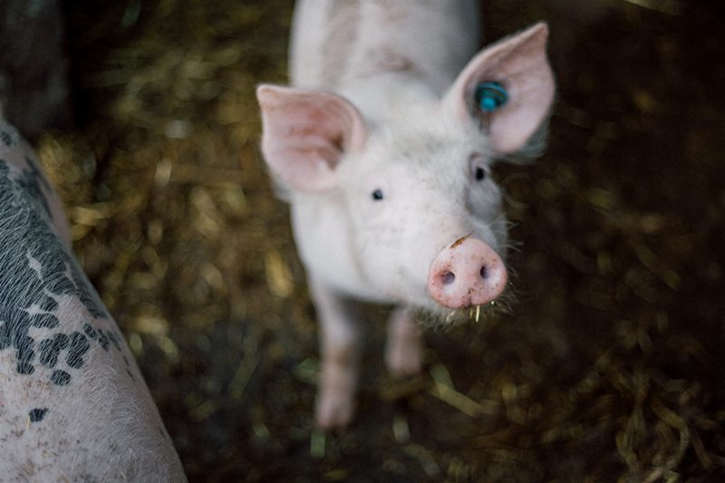 We komen steeds verder met inzichten in wat de beste leefomstandigheden zijn voor het varken. Waar de Slimme Varkensketen mee aan de slag wil, is verhogen van gezondheid en  welzijn van de dieren door combineren van databronnen. #dierenwelzijn #stalklimaat
ow.ly/WQcv50FvA3M
