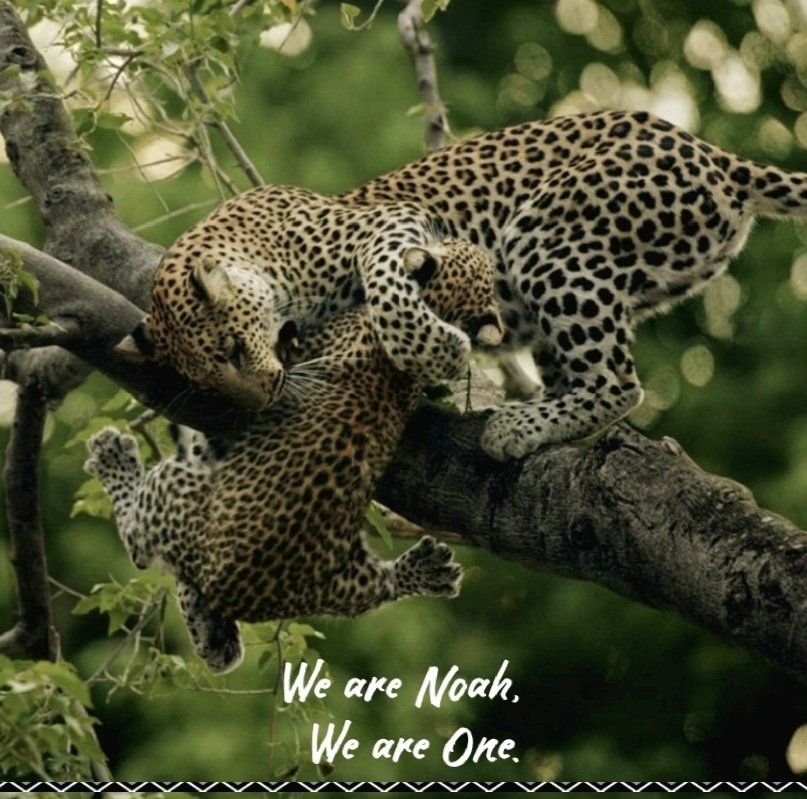 noahsarklife's tweet photo. Endangered Wild Cats🐾

[Visit our website:]🔗
https://t.co/7bNDOBUKaG

[Like our Facebook page:]🐾
https://t.co/8s7X5lmdNz

#YouAreNoah #EndangeredWildCats #NoahsArkProject #ConservationStatus #StopExtinction #NoahsArkFoundation #SaveTheAnimals #GetInvolved #Hpc⭐ #Rpc⭐ https://t.co/rCUxn9I3rL