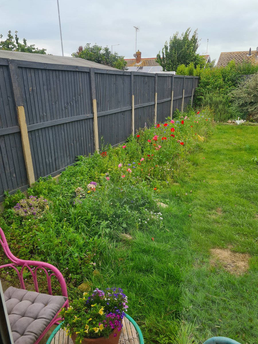 ClareD111's tweet photo. @WildUrbanThanet My first year of attempting a wildflower border, so much wildlife! https://t.co/RcO2ZDoEiU
