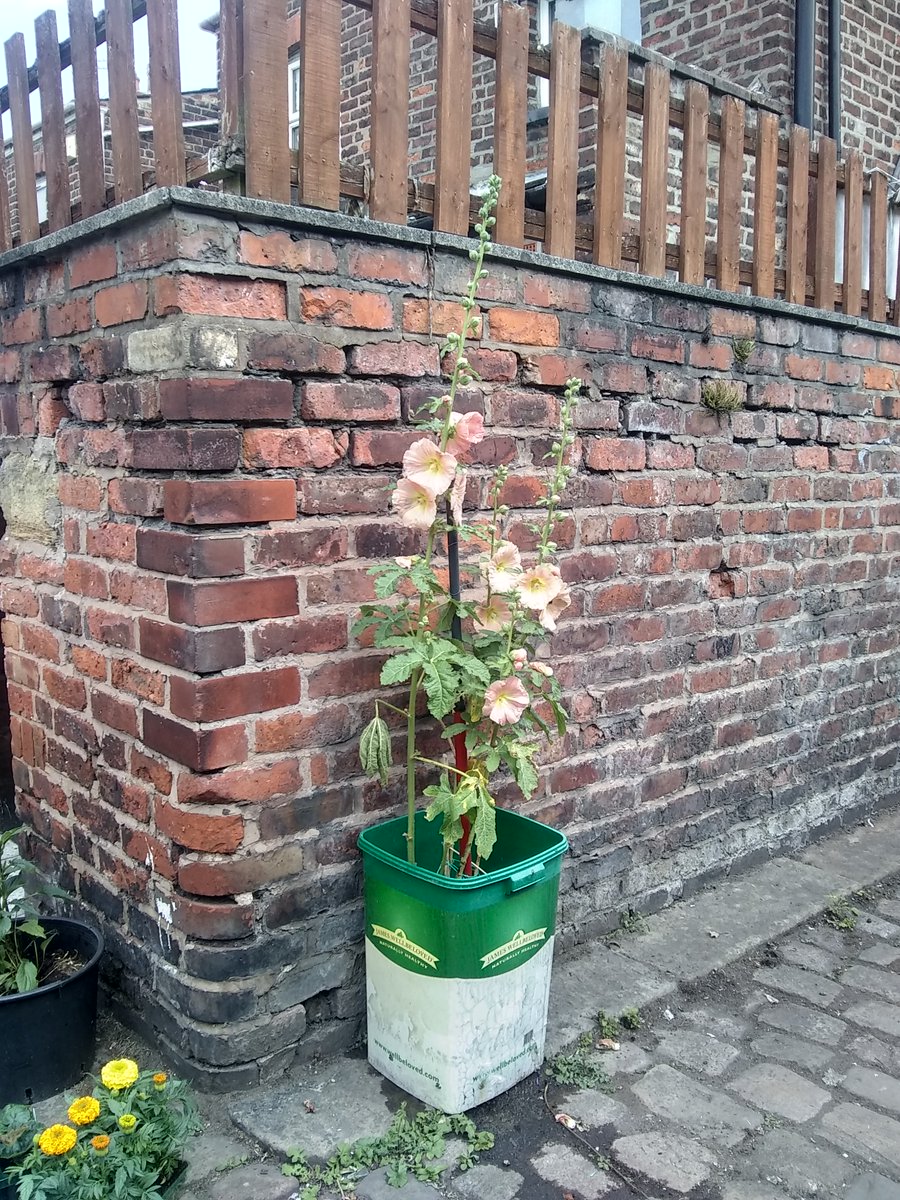 UppingIt's tweet photo. The third and final day of North West In Bloom has now taken place in Moss Side.  To the many alley greeners who have worked so hard to turn those grim passages into beautiful havens, whether just starting, or with an alley so full you can barely move in it, a huge WELL DONE!!!!! https://t.co/ydMBE3H0b1