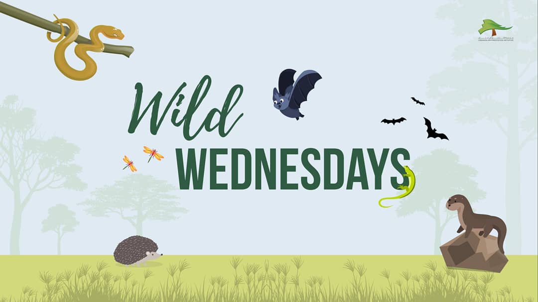 LRILB's tweet photo. Todays #WildWednesday guest is the Levant Water Frog (Pelophylax bedriagae).
@DisneyConserves @forestservice
#frog #frogsoftheworld #frogsofinstagram #amphibiansofinstagram #DisneyConservationFund #usforestservice #DCF25 #USFS #DisneyMagicOfNature #Conservation #Lebanon #LRI https://t.co/tGM3B8azM1