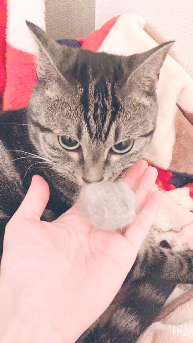 猫の毛玉のtwitterイラスト検索結果 猫の毛玉のtwitterイラスト検索結果
