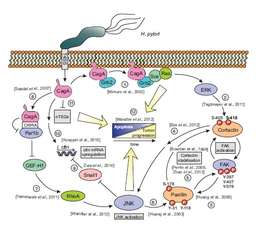 New work from Sharafutdinov, Backert &amp; Tegtmeyer on how #Helicobacter #pylori type IV secretion system upregulates #epithelial cortactin expression by a CagA- and JNK-dependent pathway. onlinelibrary.wiley.com/doi/abs/10.111…