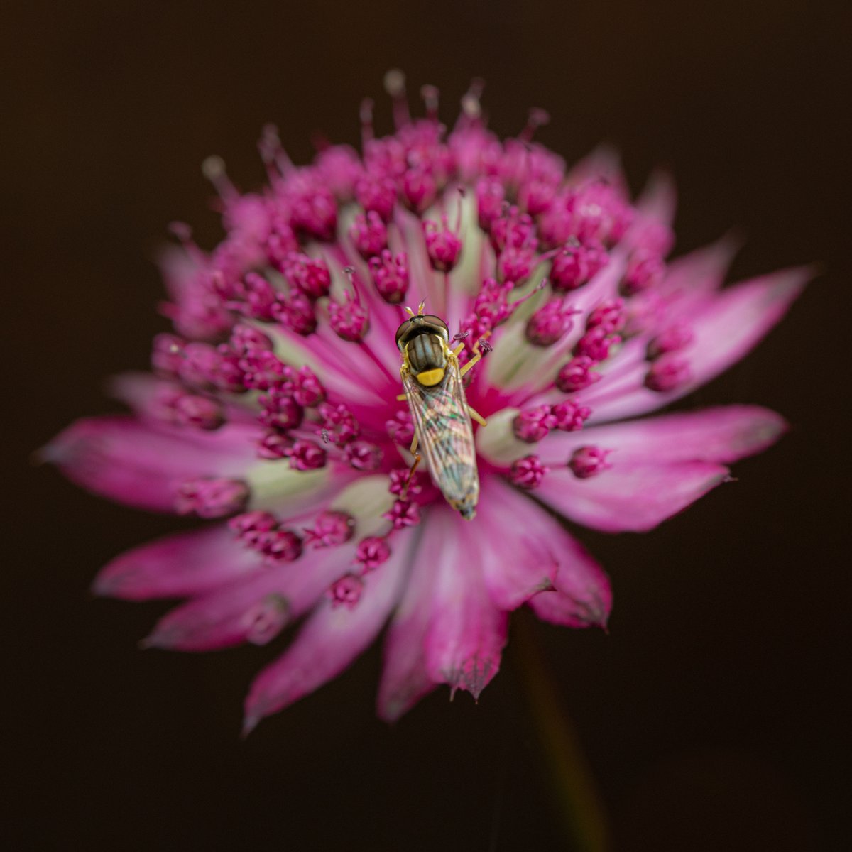 tammymarlar's tweet photo. The fairy-tale gardens of @tomstuartsmith & Kate Stuart-Smith’s yesterday with @GdnMediaGuild. One of my most happy places. Climax the only word 4 it, just beauty everywhere! Thanks to lovely
@Concraigsmith for organising #tomstuartsmith #gardenphotography #macrophotography https://t.co/0W5czkYo10