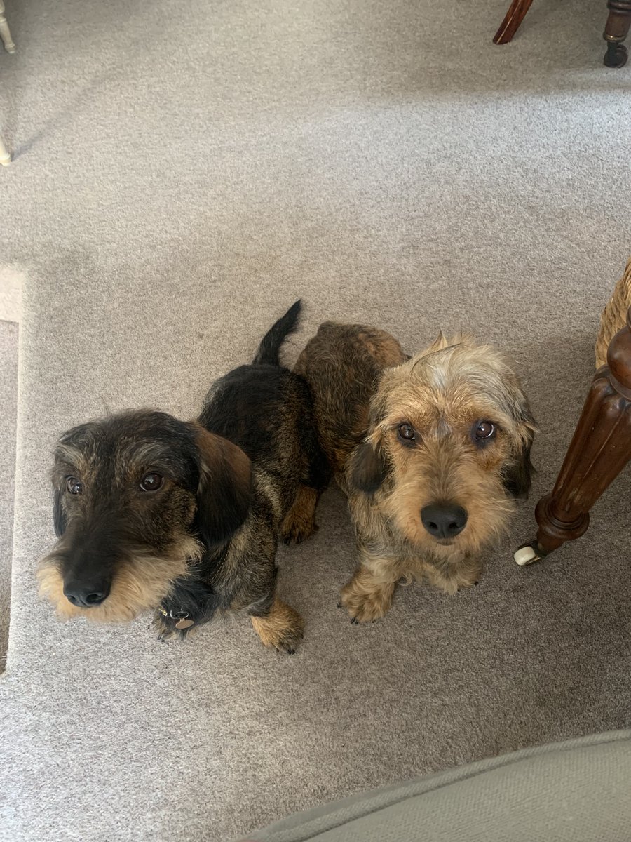 Does anyone else get the guilt trip?

Two little faces wanting their lunchtime walk, and it's only 10:12! 🐶🐶🐾🐾❤❤

#workingfromhome #dogsotwitter #contentwriter