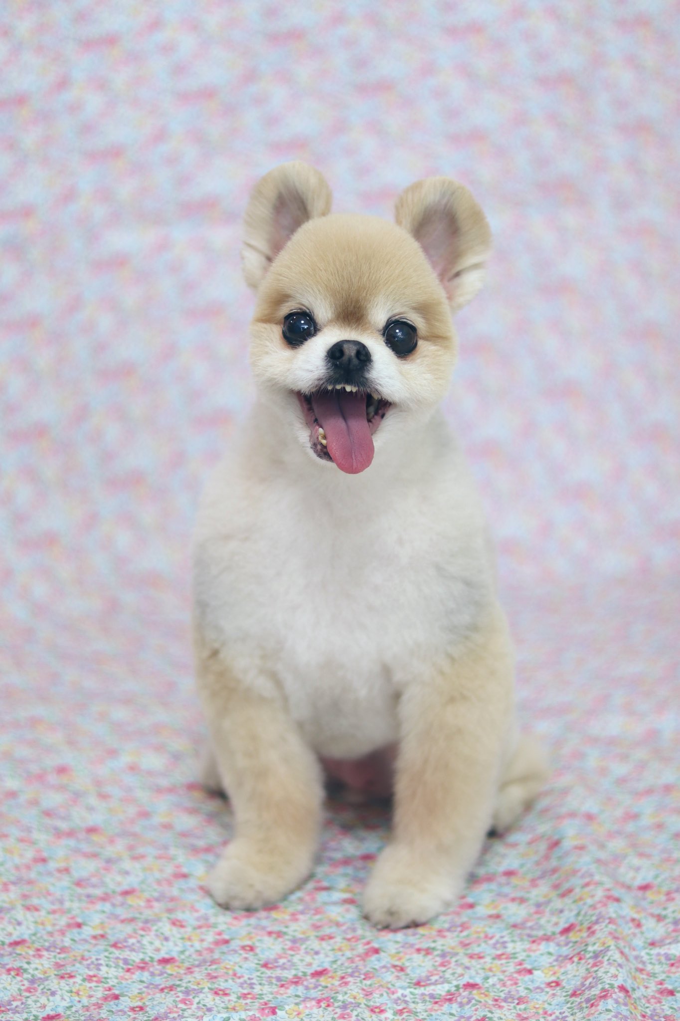 大湖せしる すっきり ころん ころん くまさんみたい つぼみ つーちゃん ポメ ポメラニアン トリミング サマーカット テディベアカット T Co N9ckqjothw Twitter