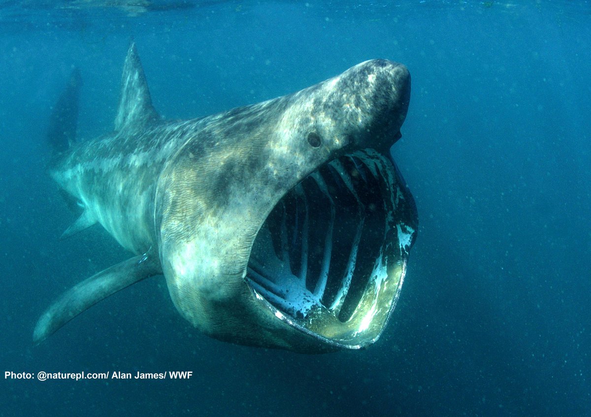 Save Scottish Seas tweet media