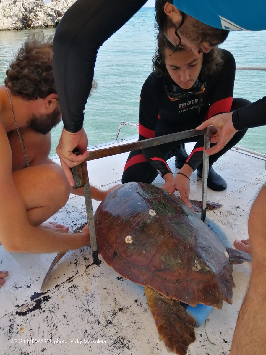 MEDASSET's tweet photo. 🎥Travelling to #Dalyan & #Akyatan in #Turkey to tell the story of #seaturtles🐢🌊differently. By our side the fellow organisations @DEKAMER @WWF_TURKIYE Through our journey we saw injured, rehabilitated & turtles carrying their weight on the beach to #nest & survive #Documentary https://t.co/JLs8V50h1I