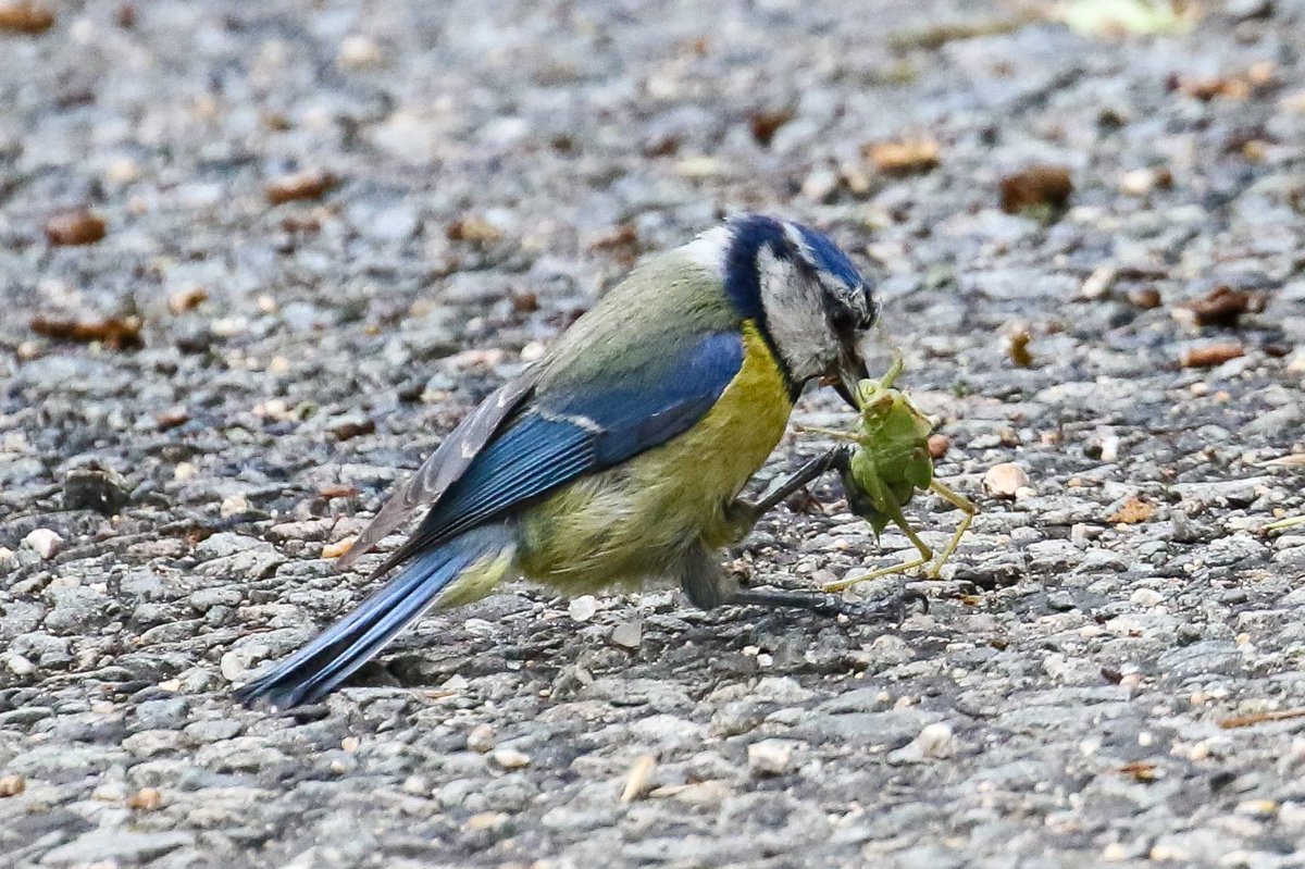 avesibericas's tweet photo. Que su aspecto afable y su alegre colorido no os engañen: el herrerillo común y otras especies de páridos son auténticas máquinas depredadoras. A menudo se atreven con insectos muy grandes en proporción a su tamaño.
#NaturePhotography #Aves #birds #photo #nature #naturaleza https://t.co/7J1cYIhKk0