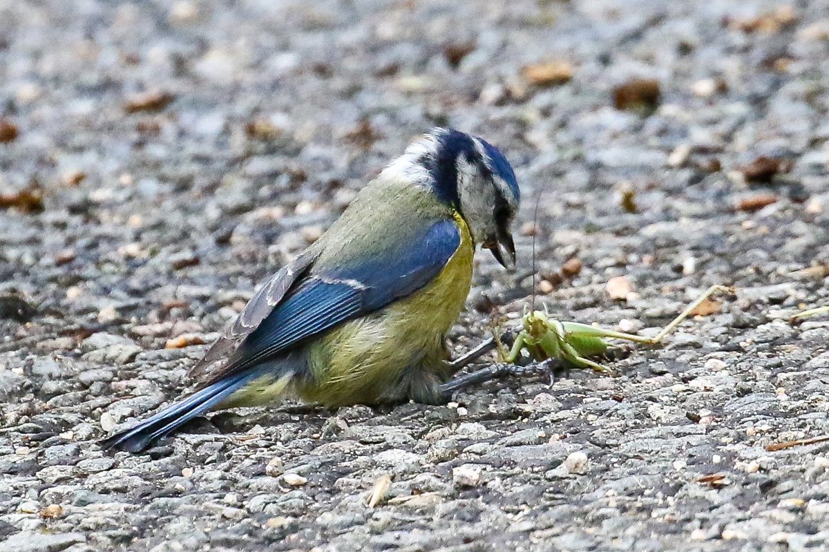 avesibericas's tweet photo. Que su aspecto afable y su alegre colorido no os engañen: el herrerillo común y otras especies de páridos son auténticas máquinas depredadoras. A menudo se atreven con insectos muy grandes en proporción a su tamaño.
#NaturePhotography #Aves #birds #photo #nature #naturaleza https://t.co/7J1cYIhKk0