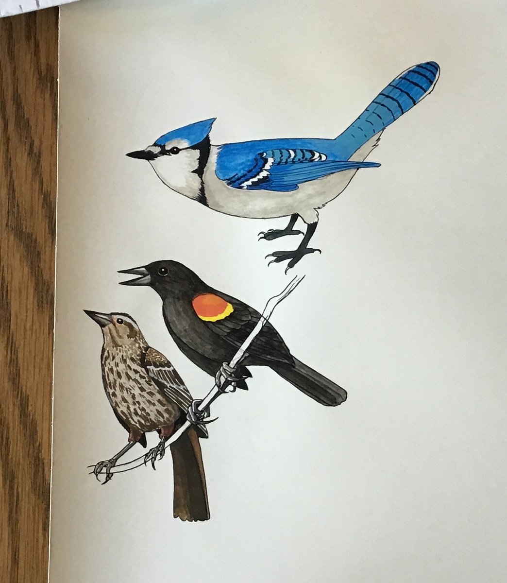 artoftash's tweet photo. ... and then the female blackbird was finished.#birds #animals #flyingcreatures #illustration #nature #fieldguide #bluejay #redwingblackbird https://t.co/vElyuTJRjZ