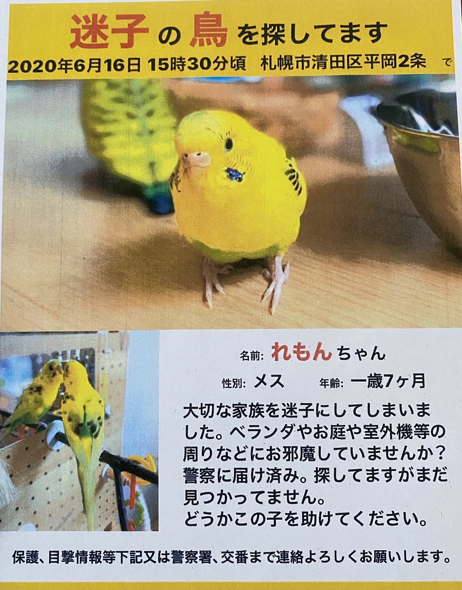 remon10tokotoko's tweet photo. 今日ポスターを見ながら小学校低学年のお子様たちの会話が聞こえてきました。
少年🅰️「れもんちゃんまだ見つからないんだね…」
少女🅱️「えー違うよもう見つ���ったんだよ❗️だから教えなくていいってママ言ってた。」

れもんは見つかってません💦
違う子でも���出してください🙏
直接でも構いません
→ https://t.co/603GhuYN3y