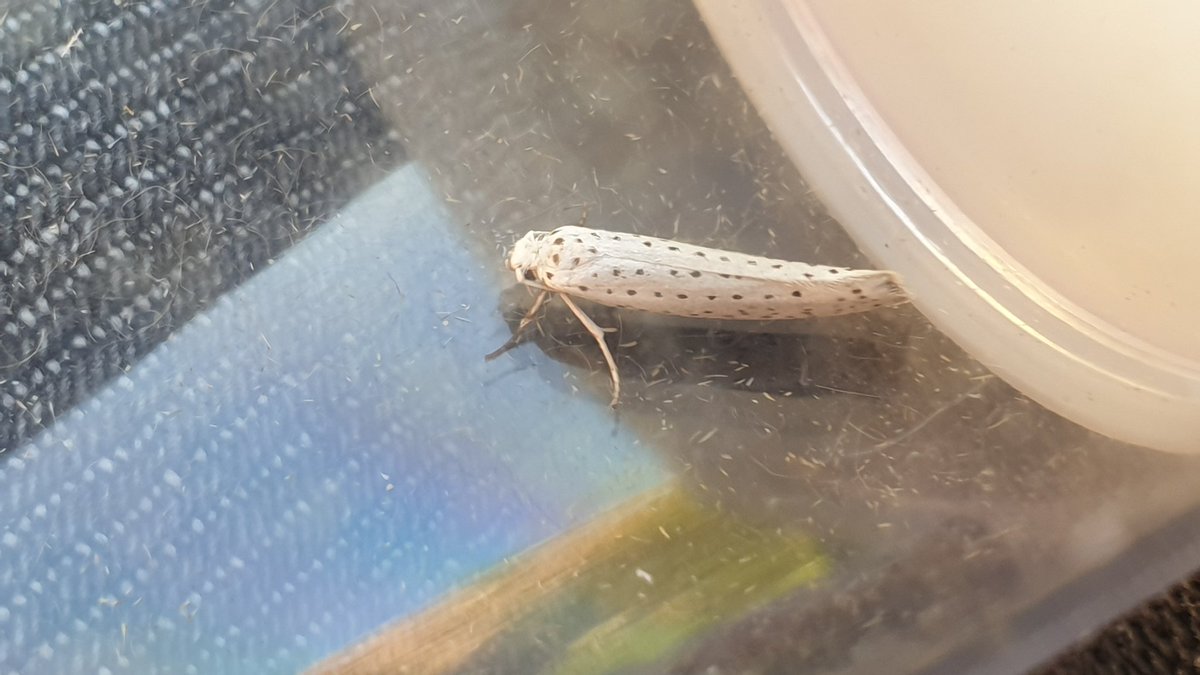 FranciscaSconce's tweet photo. Some of the moths from the session earlier this morning #BESUG21 #mothscount #mothsmatter #wildputney @BritishEcolSoc @BES_careers https://t.co/fzcPP6nTUt