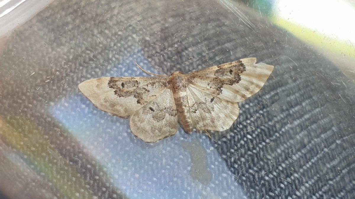 FranciscaSconce's tweet photo. Some of the moths from the session earlier this morning #BESUG21 #mothscount #mothsmatter #wildputney @BritishEcolSoc @BES_careers https://t.co/fzcPP6nTUt