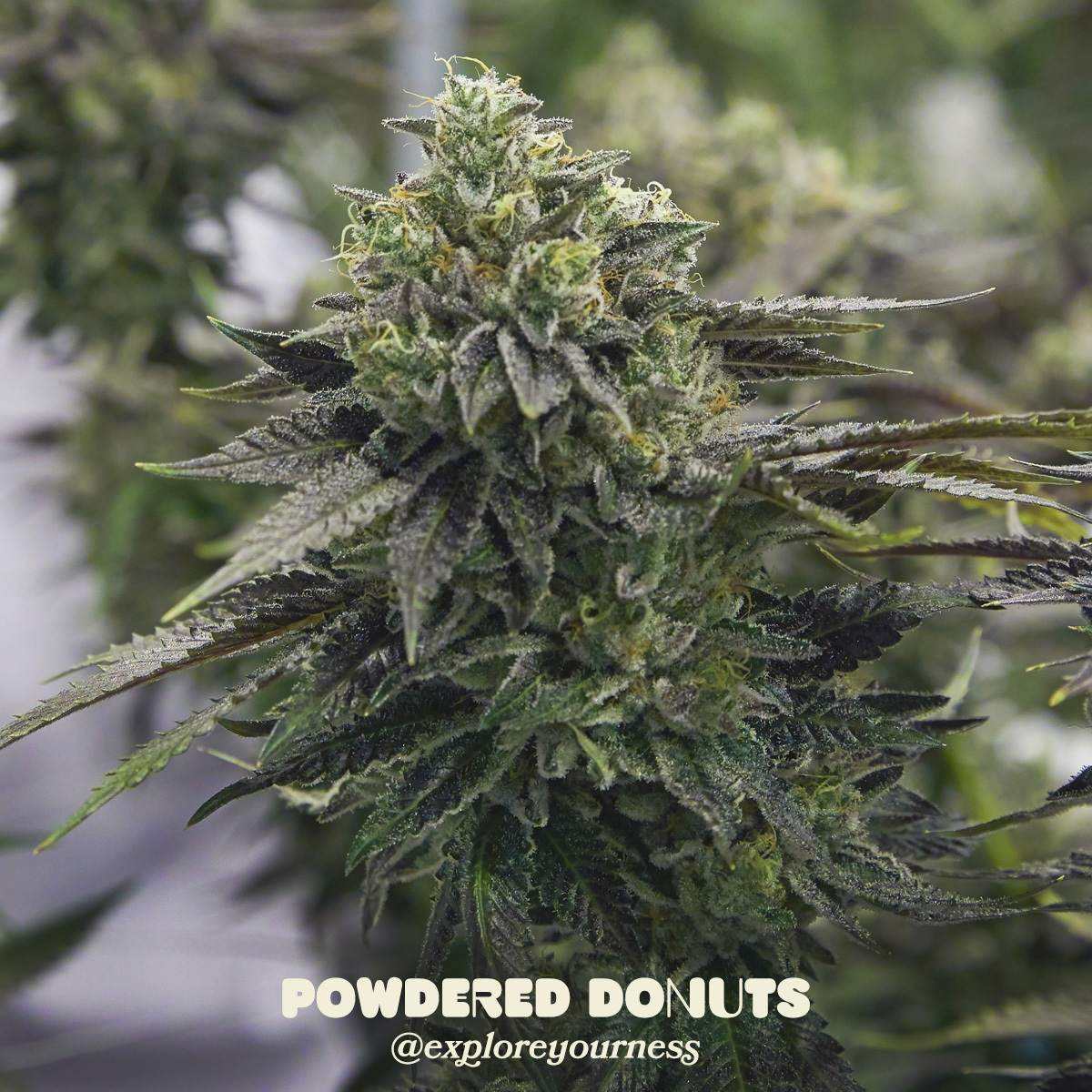 You know that recurring dream where the clouds open up and a fresh batch of Powdered Donuts rains down from the sky? This is the before picture. A fresh batch of Powdered Donuts just hit BC, and is coming soon to Alberta.