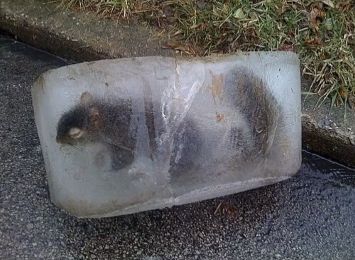 EVERY ONE START LICKIG!!! WE  CAN SAVE HIM !!!!!!