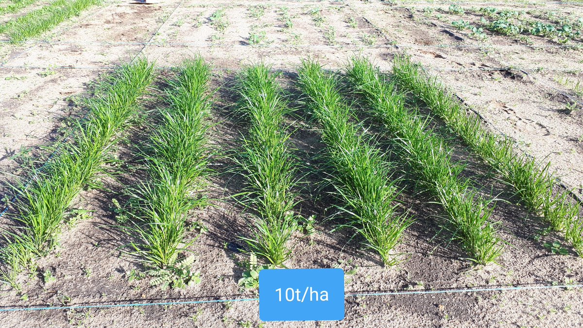 The benefit of a nitrogen source that stays put in a sandy soil. These plots have had plenty of inorganic N  but rye grass still responding strongly to addition of #blacksoldierfly frass. #BSFwastetoprofit <a href="/IOA_UWA/">The UWA Institute of Agriculture</a> <a href="/SAgE_UWA/">UWA SAgE</a>