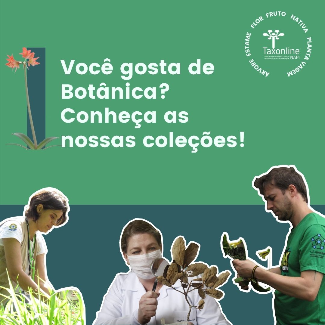 Rede_Taxonline's tweet photo. Conheça as coleções Botânicas do Taxonline através do link abaixo ou clicando no link da bio!

https://t.co/Rmc4wtt50i

 #Taxonline #Botanica  #Herbarios https://t.co/YK9aA5aOw1