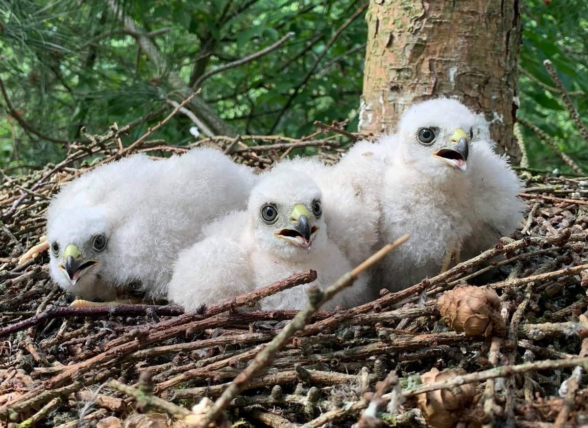 harriet_day's tweet photo. Really pleased to have had the #opputunity of #ringing these #stunning #sparrowhawks, for the first time!

Location kept private to protect the bird's

@_BTO 
@SorbyBreckRG https://t.co/KXLU6djkml