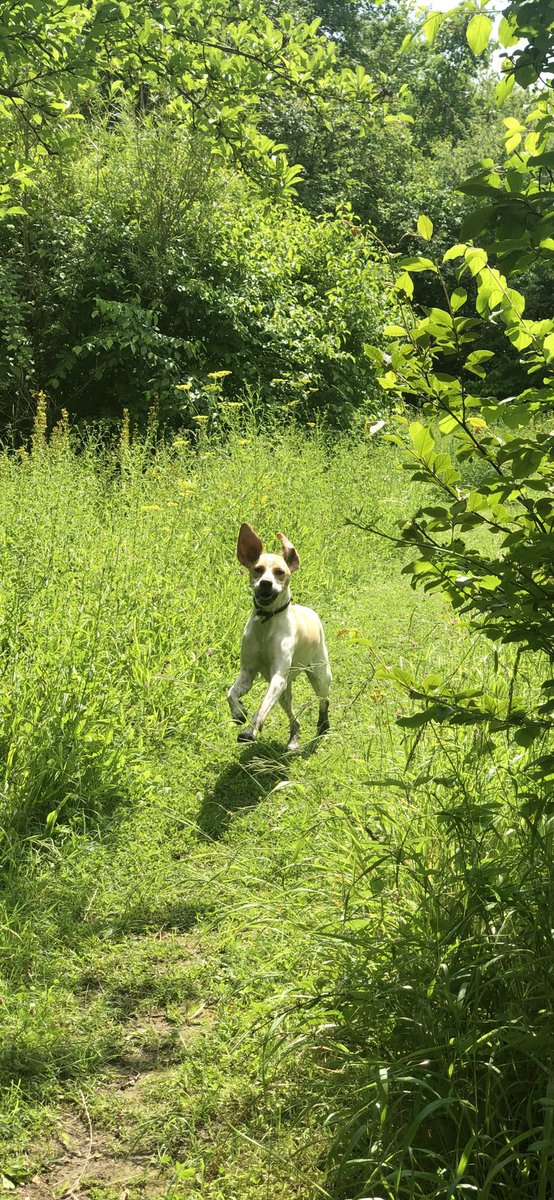tarakatedevine's tweet image. ☀️🌿 sunshine is here…as are Juno’s ears 🤣 #englishpointer #pointerpuppy #pointersofinstagram #sunshine #nature #getoutside #lovebedford #happyvibes #WednesdayMotivation #lunchtimewalk #puppyplaytime #ears #bigearsdontcare