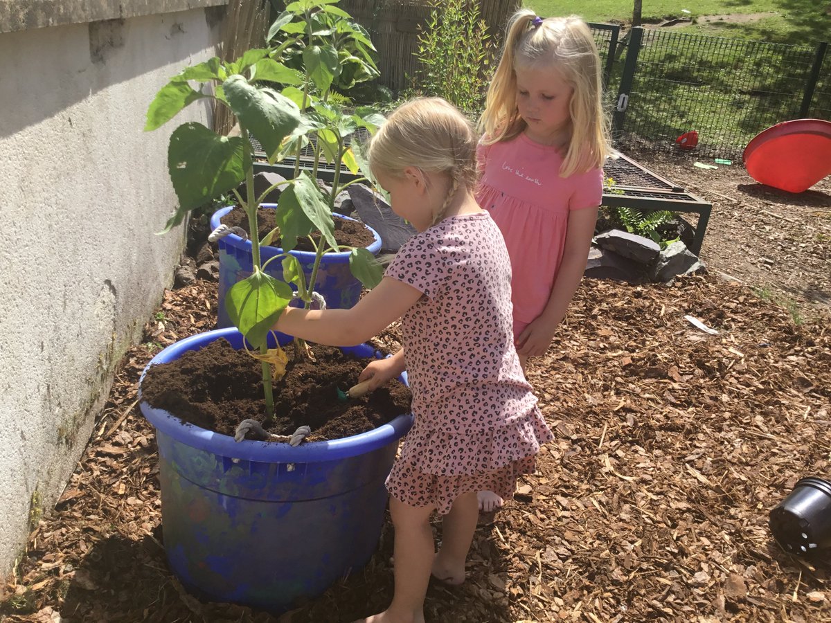 wlbeyc's tweet photo. Work in progerss...
Sunflowers part 2....
We will nurture the sunflowers and watch them grow.
#outdoorplay #Being #FroebelTrust #EcoSchoolScot https://t.co/HdDYSrPseC