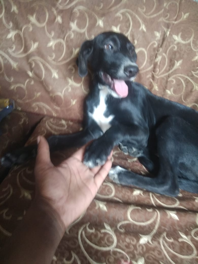 Abhishek Joshi 👨💻🐶 tweet media