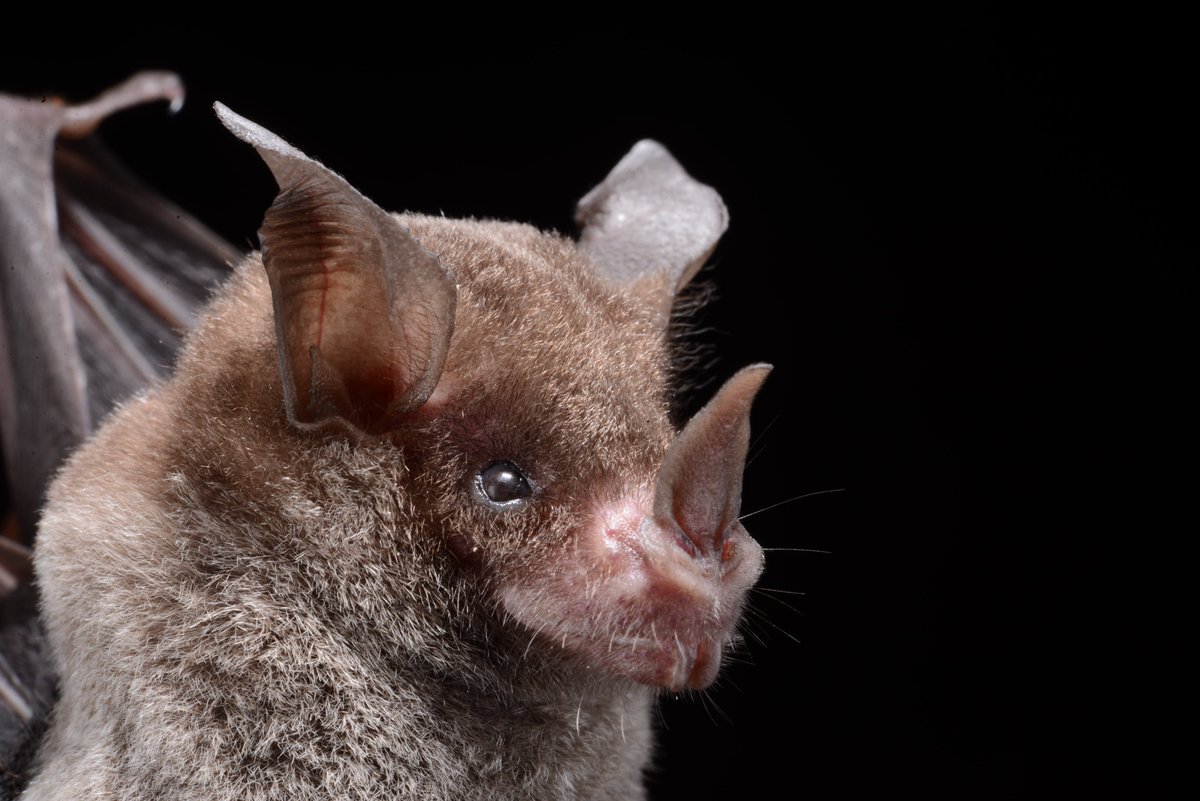 burtonlim's tweet photo. #OpwallGuyana 2014.7.9 - Surama Lake - Trinycteris nicefori, 2 smooth dermal pads on the chin and ears widely separated help identify Niceforo's big-eared bat - #ROMinthefield - looks like it will be 2 years before we get back to the rainforest of Iwokrama https://t.co/izI4bFvn4d